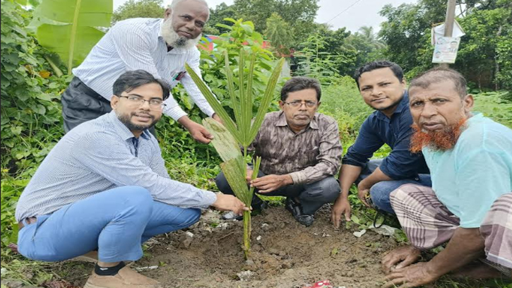 বজ্রপাত প্রতিরোধে নবীনগরে তালের গাছ রোপণ কর্মসূচি উদ্বোধন